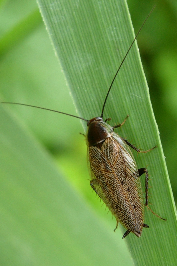 Ectobius sp.